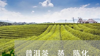 普洱茶 蒸 陈化/2023041043926